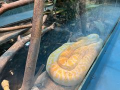 -上海大自然野生昆虫馆(东方明珠·爬宠昆虫探索中心)