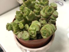 -万商花鸟市场