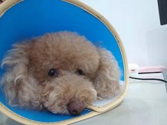 -拜鲁耶动物诊疗中心·宠家动物医院