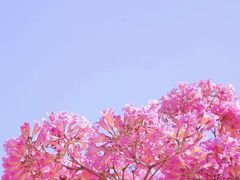 -中国科学院华南植物园