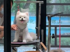 -樱桃家的宠物店(君安花园店)