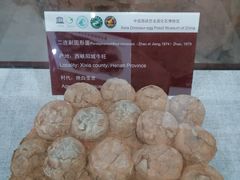 -中国西峡恐龙遗迹园