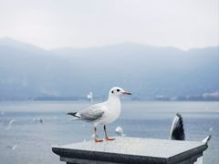 -海埂大坝