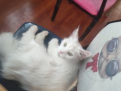 -猫小院猫主题咖啡厅(北锣店)