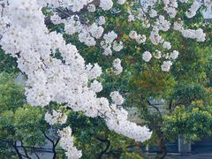 -玛格萝妮比萨屋(四平店)