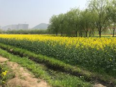 -长兴太湖图影湿地文化园