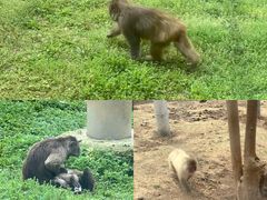 -合肥野生动物园