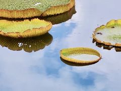 -上海辰山植物园