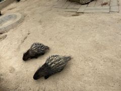 -青藏高原野生动物园