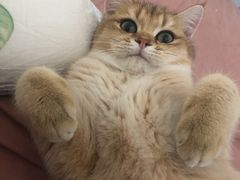 -袖虎·猫馆(体育西路店)