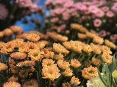 -杭州街角花屋花店(闻堰店)