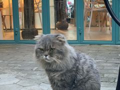 -喵屿·大理花园猫咖