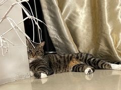 -伟伟宠物医院·瑞派猫友好医院·猫科(光谷店)