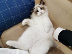 -momokira米努特·德文卷毛猫·棉花面纱犬