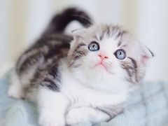 -70cat德文卷毛猫·缅因猫纯种猫舍