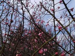 -白塘生态植物园