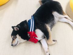-逗柴咖啡屋·狗咖猫咖宠物桌游