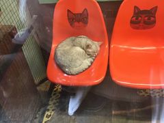 -猫咪博物馆(顶澳仔猫街店)