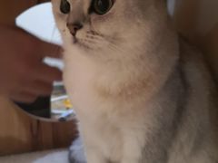 -滚猫咖啡·猫咖·猫友好撸猫(未来城店)