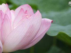 -陈家山荷花公园