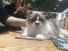 -藏猫猫咖啡主题馆(中央大道店)