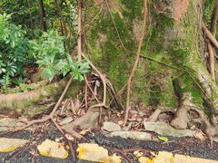 -深圳仙湖植物园