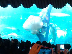 android_upload_pic-洛阳龙门海洋馆