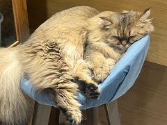-滚猫咖啡·猫咖·猫友好撸猫(未来城店)