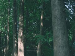 -上海滨江森林公园