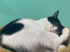 -猫在这儿猫咪咖啡馆·撸猫馆