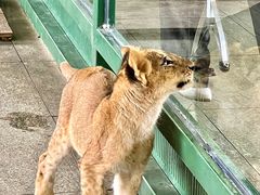 -秦皇岛野生动物园