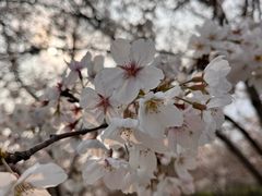 -广富林郊野公园