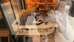 -猪猪女孩日式美睫美甲