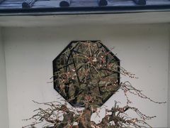 -香雪海