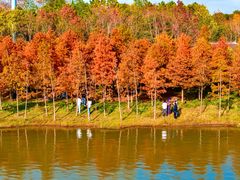 -上海海湾国家森林公园