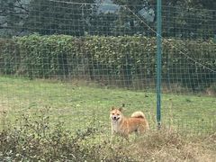 -趣多多宠物公园·宠物训犬学校·宠物寄养