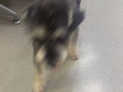 -凯瑞希宠物医院·狂犬免疫·微创·皮肤科