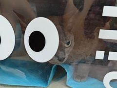 -美联众合动物医院(·中兽医·疑难杂症·严家桥分院)