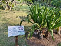 -中国科学院西双版纳热带植物园