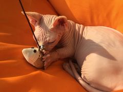 -飞行喵MR PILOT|猫舍·猫咖(静安大融城店)