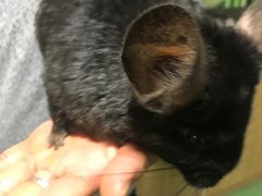 -藦茜花园宠物主题亲子互动体验馆(国顺东路店)