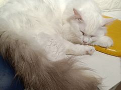 -平行世界·猫咖(首经贸店)