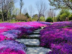 -莱阳濯村樱花园