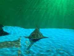 -上海海洋水族馆