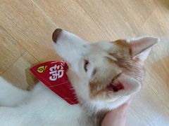 -Husky Go! 哈士奇体验馆·宠物咖啡厅狗咖