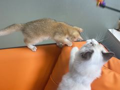 -lincat·猫舍(广州店)