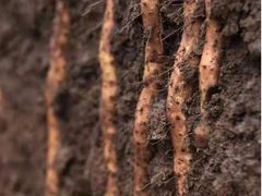 -解家河南菜(商鼎路店)