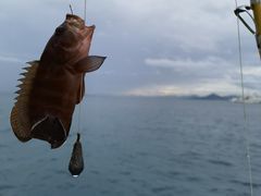 -小猫钓鱼海钓俱乐部(椰梦长廊店)