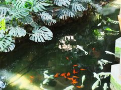 -南宫五洲植物乐园