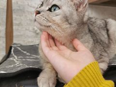 -平行世界·猫咖(首经贸店)